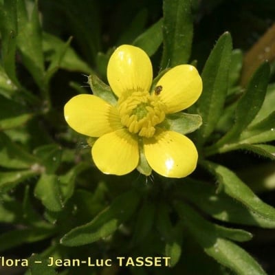Ranunculus trilobus — flower