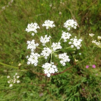 Peucedanum oreoselinum — flower