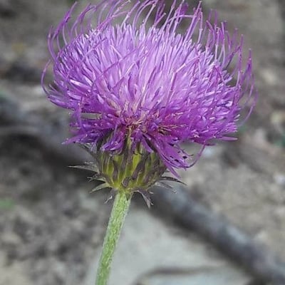 Carduus defloratus — flower