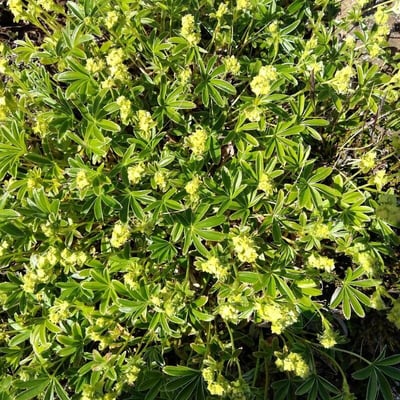 Alchemilla transiens — flower