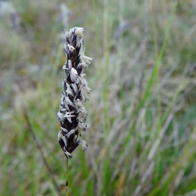 Sesleria caerulea — flower