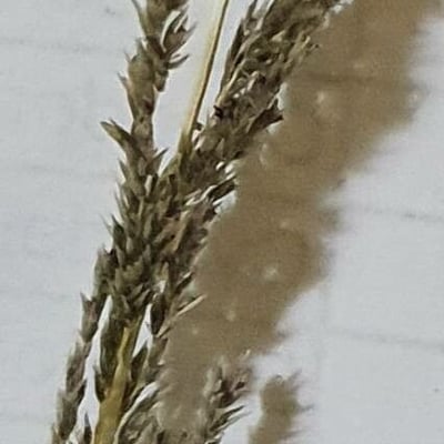 Sporobolus africanus — flower