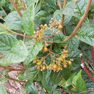 Cotoneaster bullatus — flower