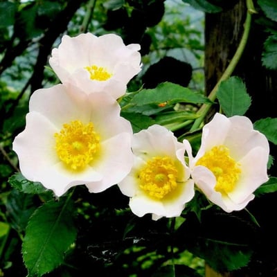 Rosa agrestis — flower