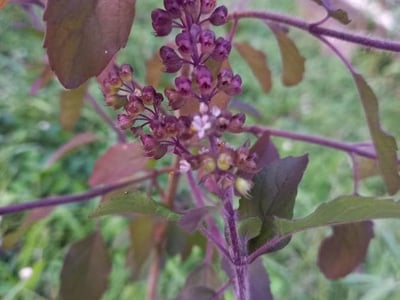 Sacred basil