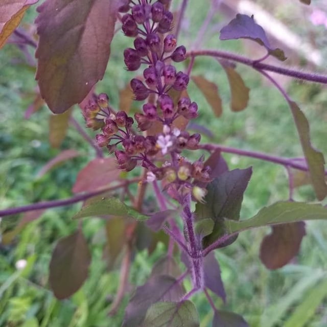 Sacred basil