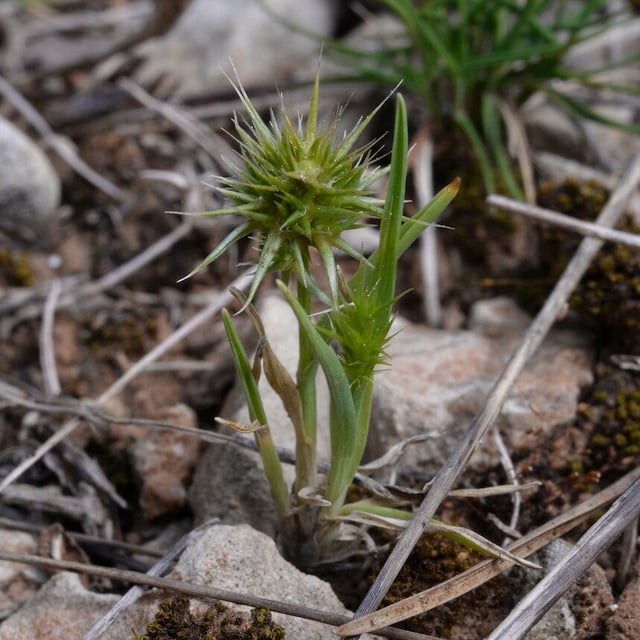 Echinaria capitata — flower