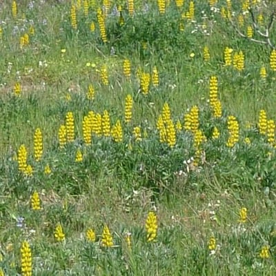Lupinus luteus — flower