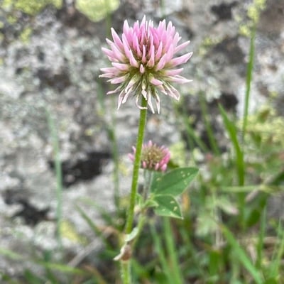 Trifolium montanum — flower