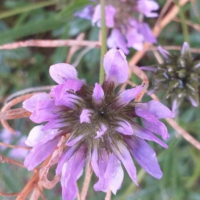 Bituminaria bituminosa — flower