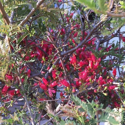 Schotia afra — flower