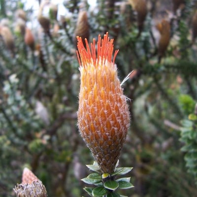 Chuquiraga jussieui — flower