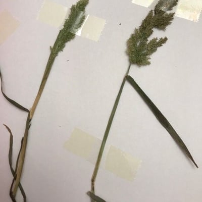 Polypogon viridis — flower