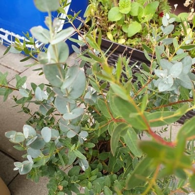 Eucalyptus rubida — leaf