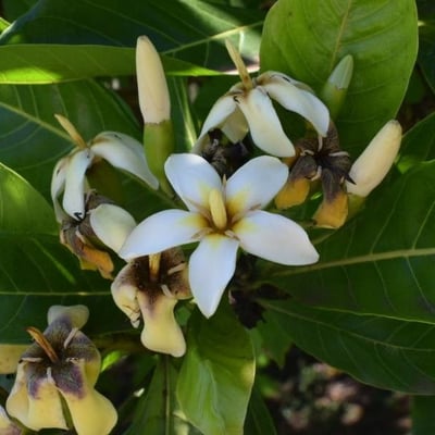 Genipa americana — flower