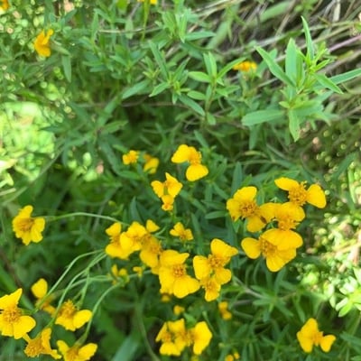 Tagetes lucida — flower