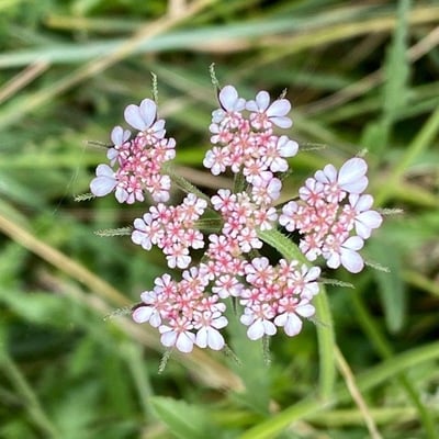 Tordylium maximum — flower