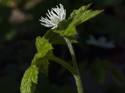 Goldenseal