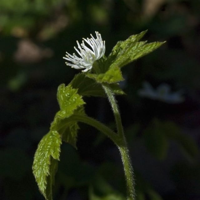 Goldenseal