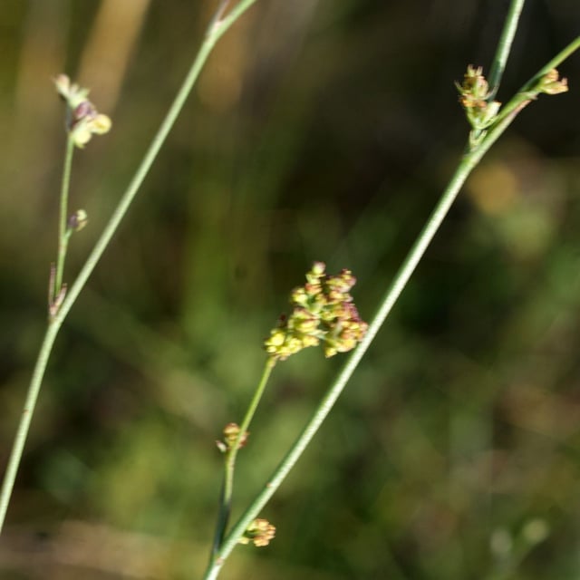 Bupleurum tenuissimum — flower