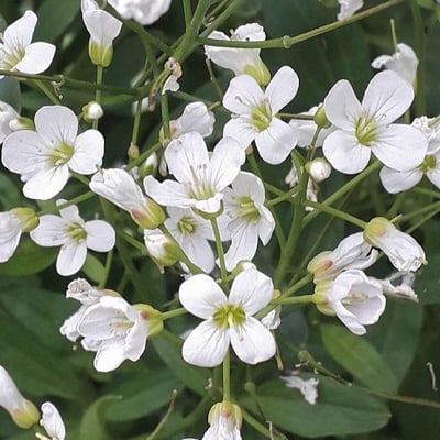 Nasturtium officinale — flower