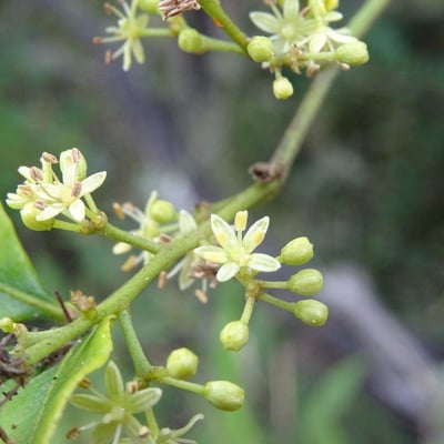 Zanthoxylum asiaticum — flower
