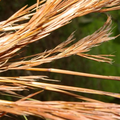 Andropogon glomeratus — fruit