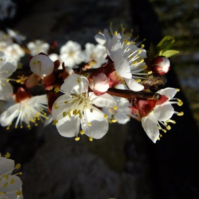 Prunus mume — flower