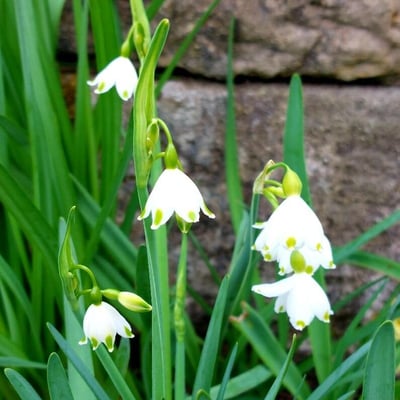 Leucojum aestivum — flower
