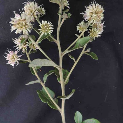 Eremanthus glomerulatus — flower