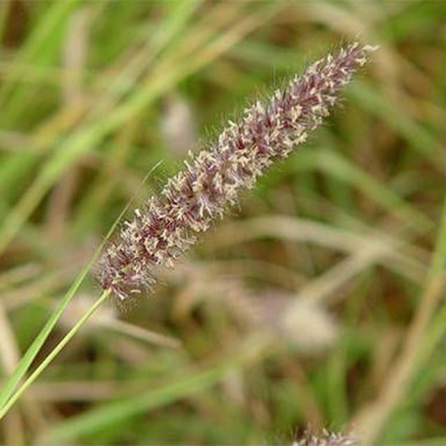 Cenchrus ciliaris — flower