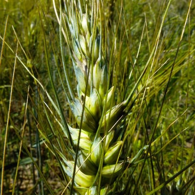 Triticum turgidum — flower