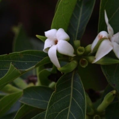 Alibertia edulis — flower