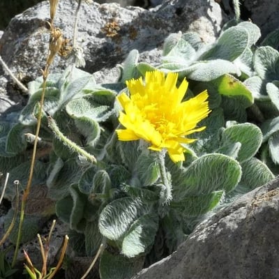 Hieracium tomentosum — flower