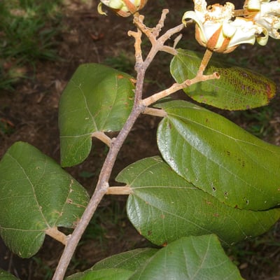 Luehea speciosa — flower