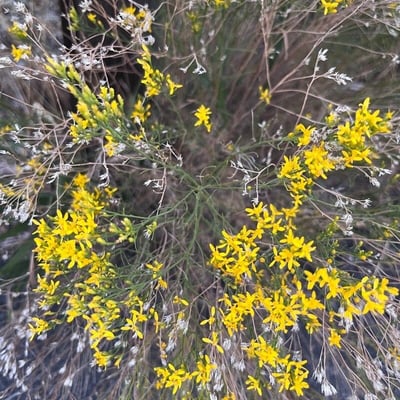 Gutierrezia sarothrae — flower