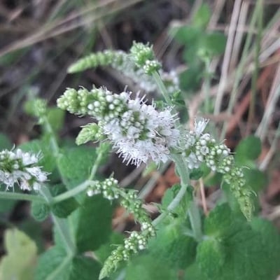 Mentha × rotundifolia — flower