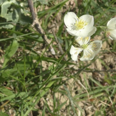 Thalictrum tuberosum — flower