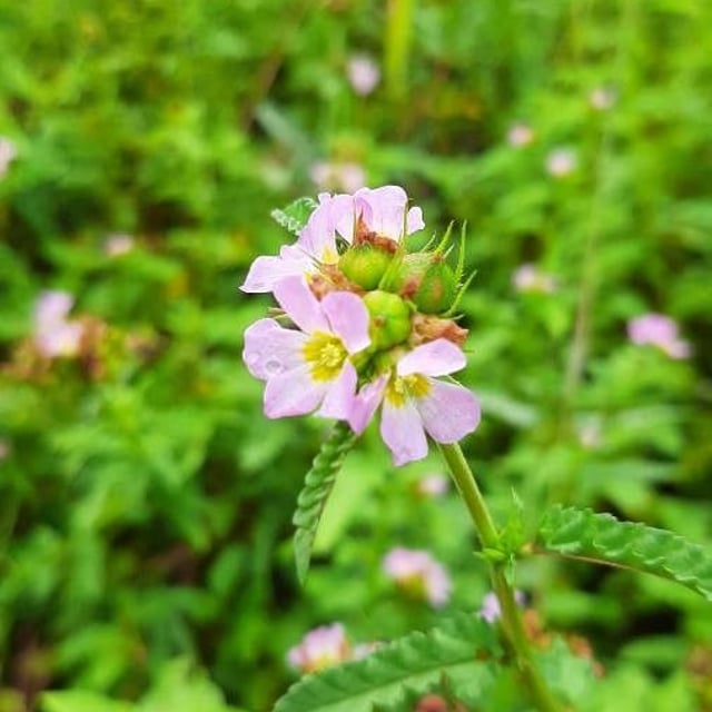 Melochia corchorifolia — flower
