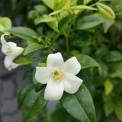 Murraya paniculata — flower