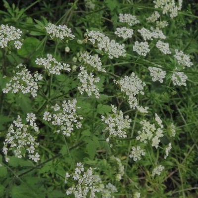 Chaerophyllum temulum — flower