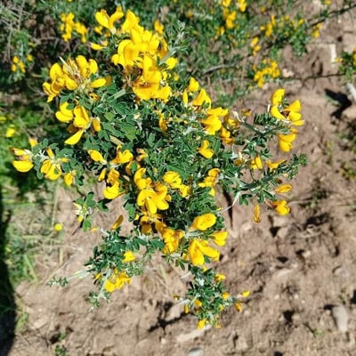 Calicotome villosa — flower