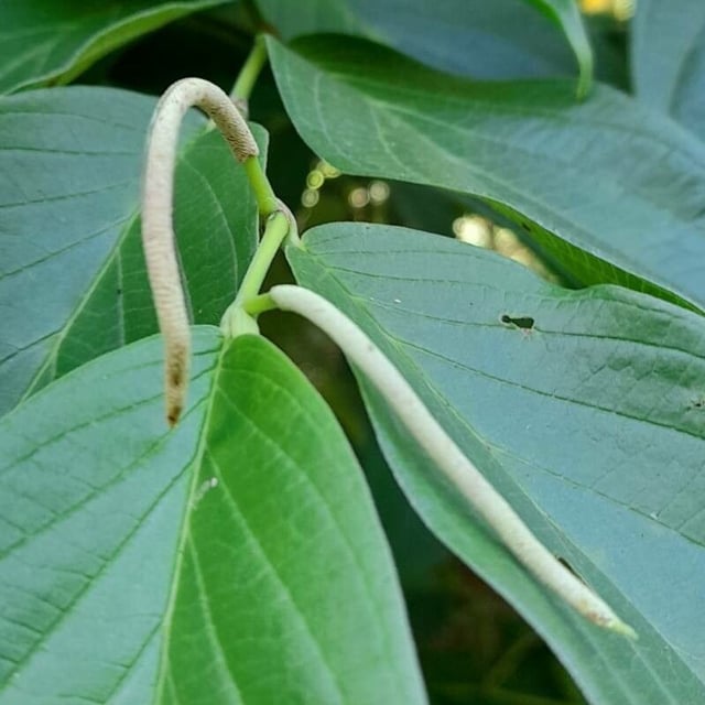 Spiked pepper