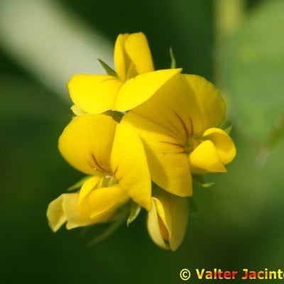 Medicago polymorpha — flower