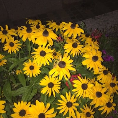 Rudbeckia fulgida — flower