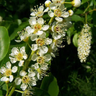 Prunus serotina — flower