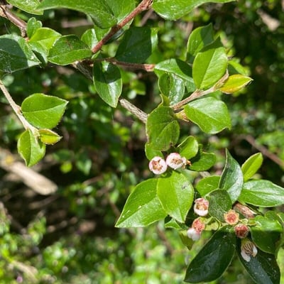 Cotoneaster divaricatus — flower