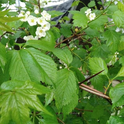 Crataegus douglasii — flower