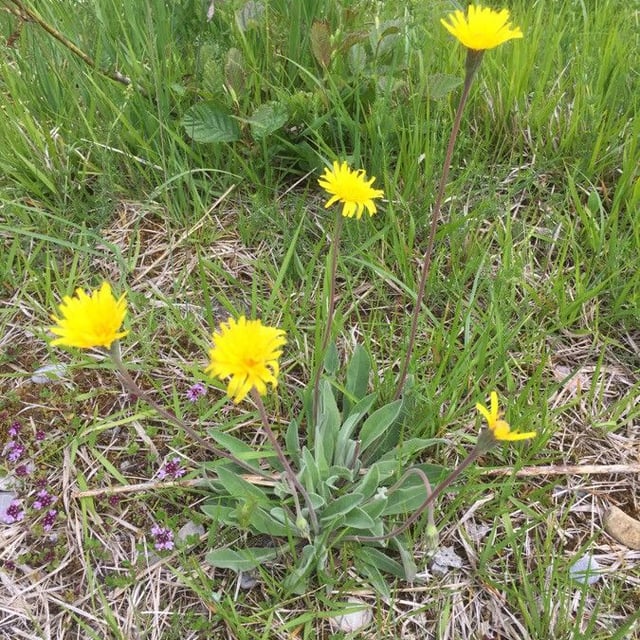 Leontodon incanus — flower