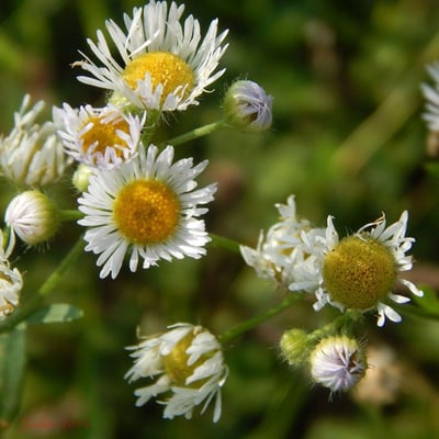 Erigeron strigosus — flower
